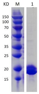 12% SDS-PAGE analysis profiles of purified KP1_3820-26-153 (CBB stained).